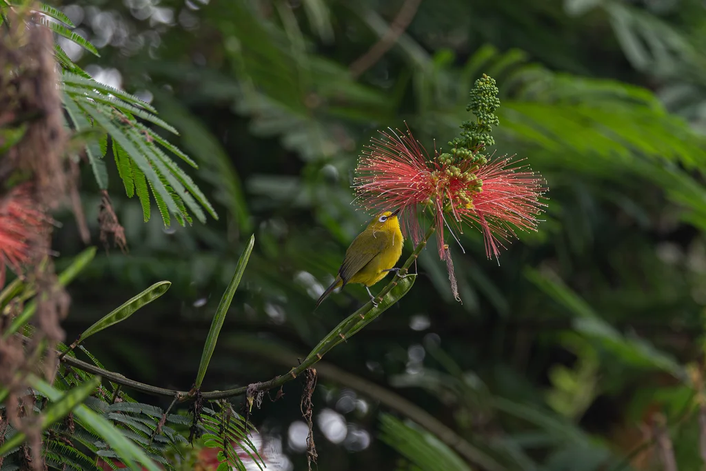 绿黄绣眼鸟(Zosterops stuhlmanni)