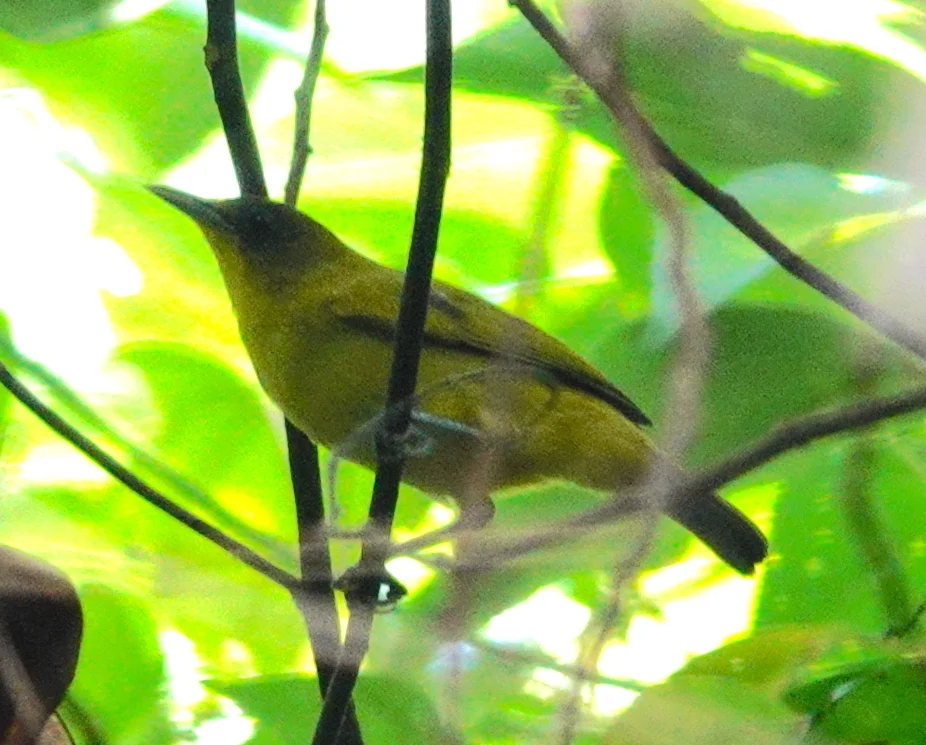 金腹绣眼鸟(Zosterops uropygialis)
