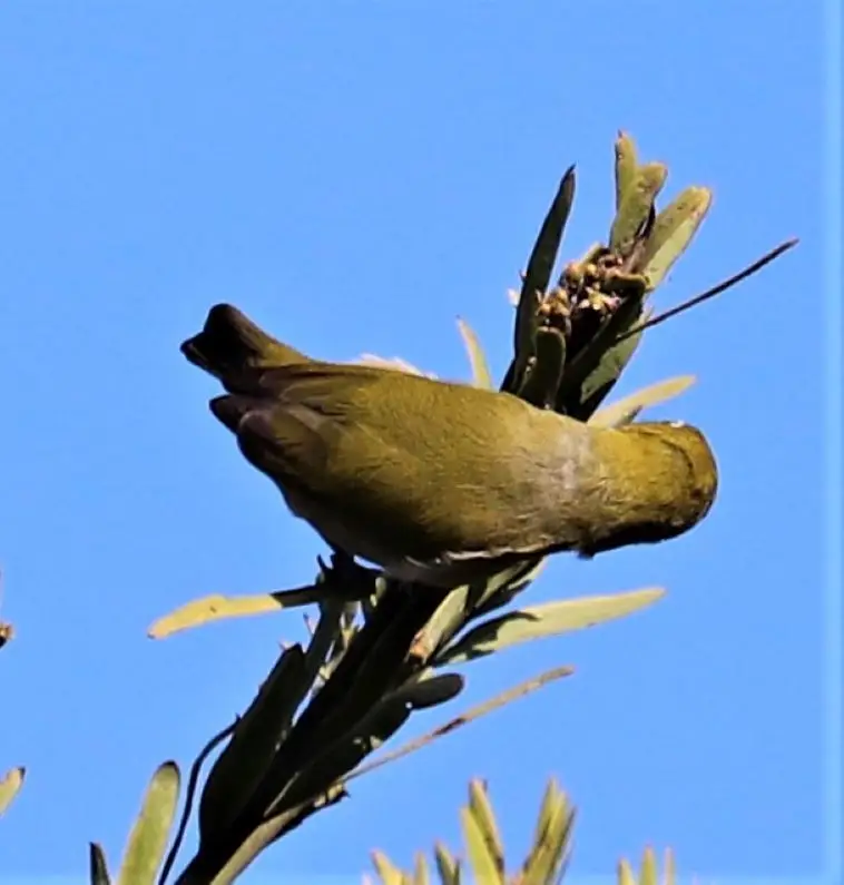 南非绣眼鸟(Zosterops virens)