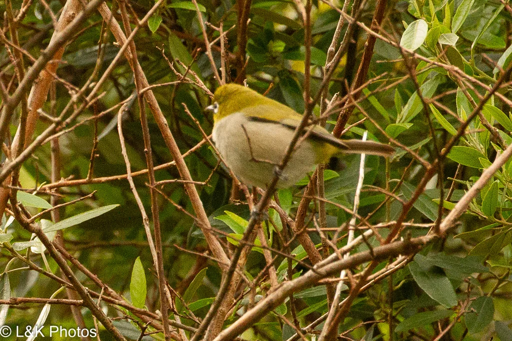 南非绣眼鸟(Zosterops virens)