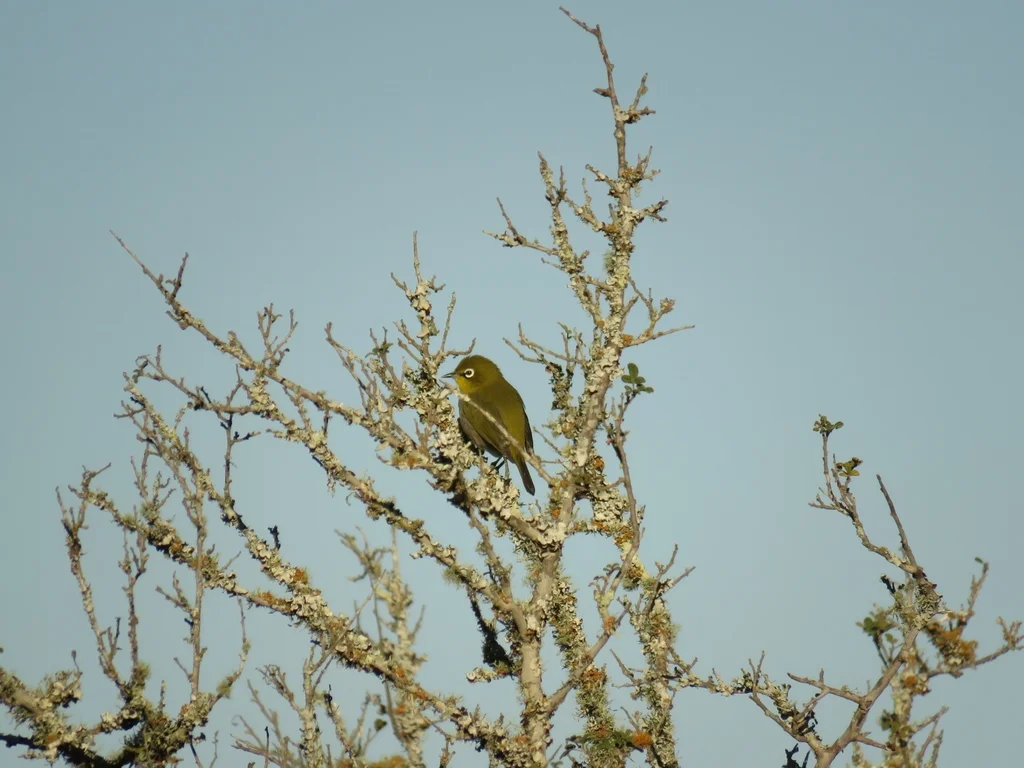 南非绣眼鸟(Zosterops virens)