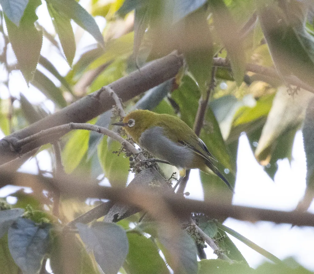 南帕雷山绣眼鸟(Zosterops winifredae)