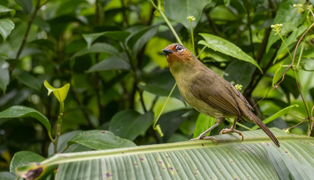 怀氏穗鹛(Zosterornis whiteheadi)
