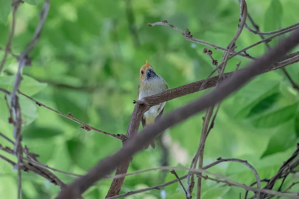 棕脸鹟莺(Abroscopus albogularis)
