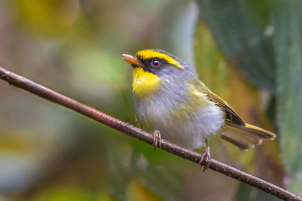 黑脸鹟莺(Abroscopus schisticeps)