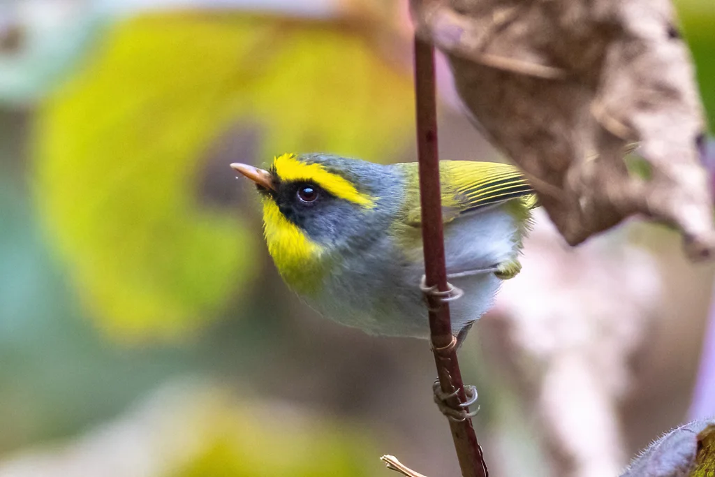 黑脸鹟莺(Abroscopus schisticeps)