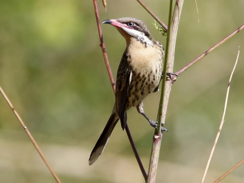 刺颊垂蜜鸟(Acanthagenys rufogularis)