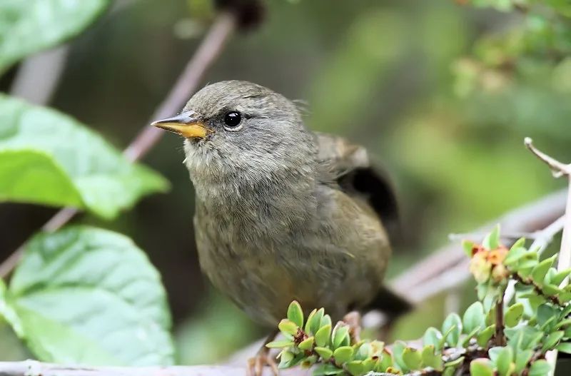 尖嘴雀鹀(Acanthidops bairdi)