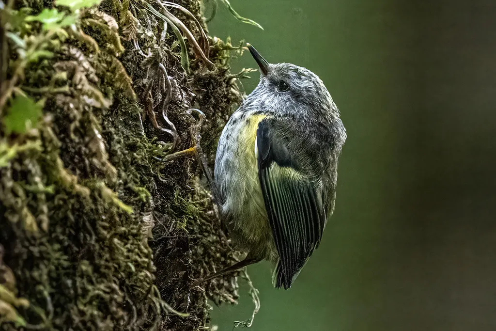 刺鹩(Acanthisitta chloris)