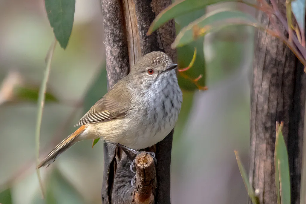 宽尾刺嘴莺(Acanthiza apicalis)