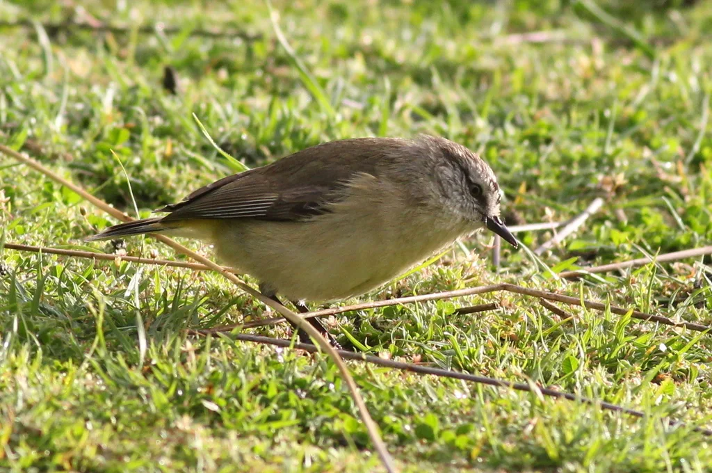 黄尾刺嘴莺(Acanthiza chrysorrhoa)