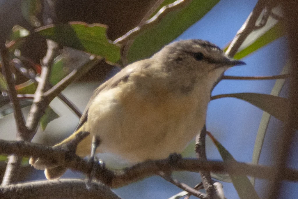 黄尾刺嘴莺(Acanthiza chrysorrhoa)