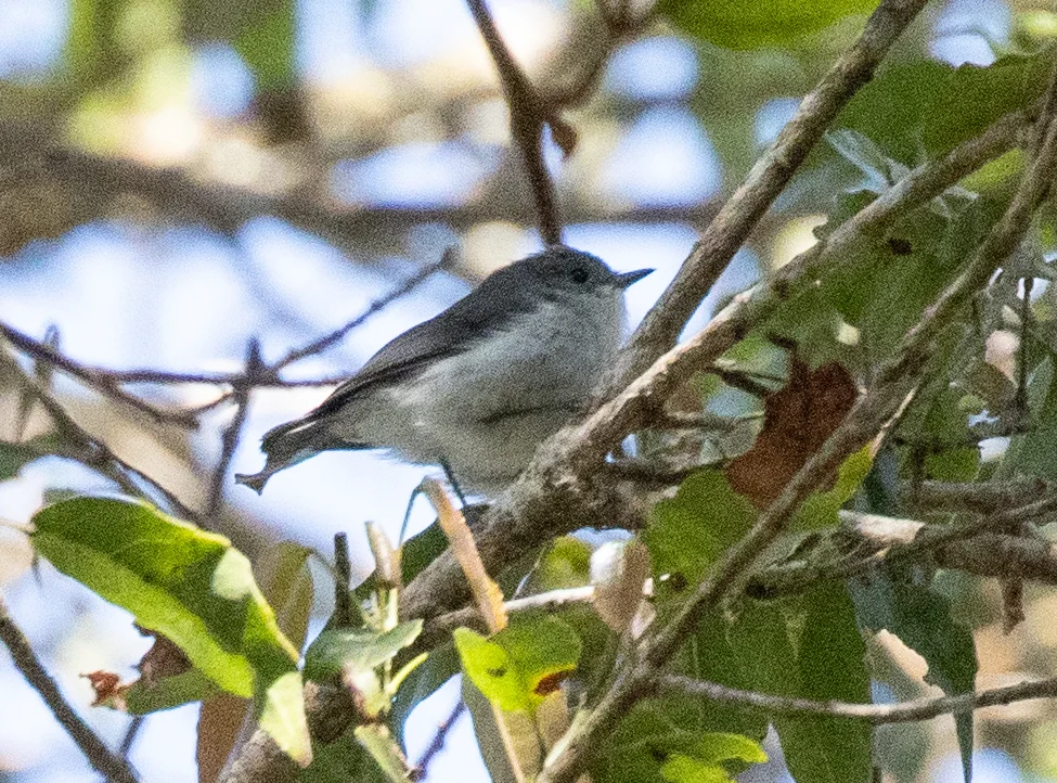 新几内亚刺嘴莺(Acanthiza cinerea)