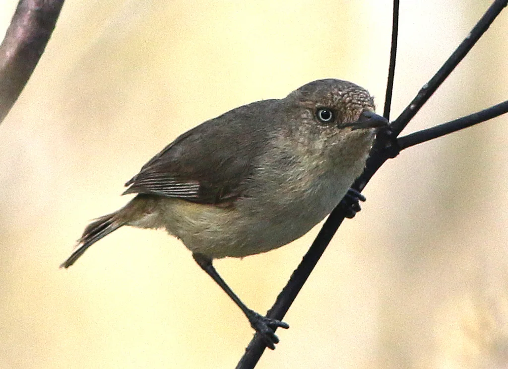 西刺嘴莺(Acanthiza inornata)