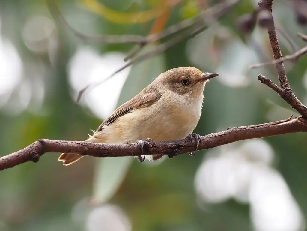 西刺嘴莺(Acanthiza inornata)