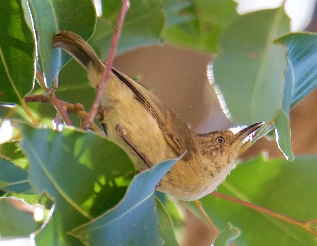 西刺嘴莺(Acanthiza inornata)