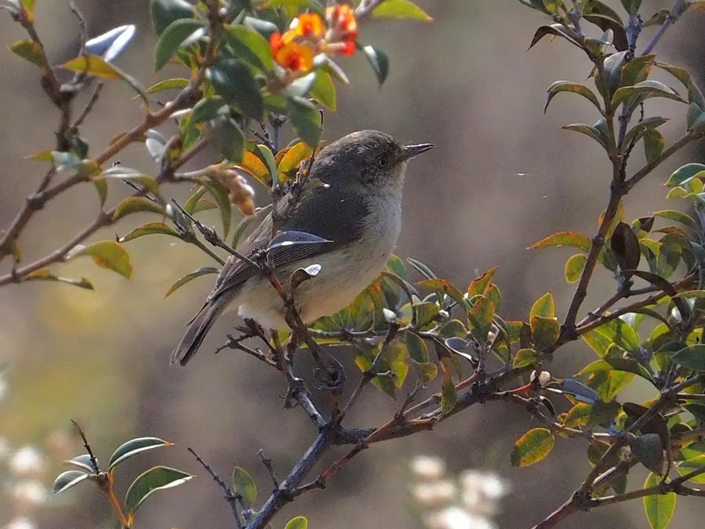 西刺嘴莺(Acanthiza inornata)