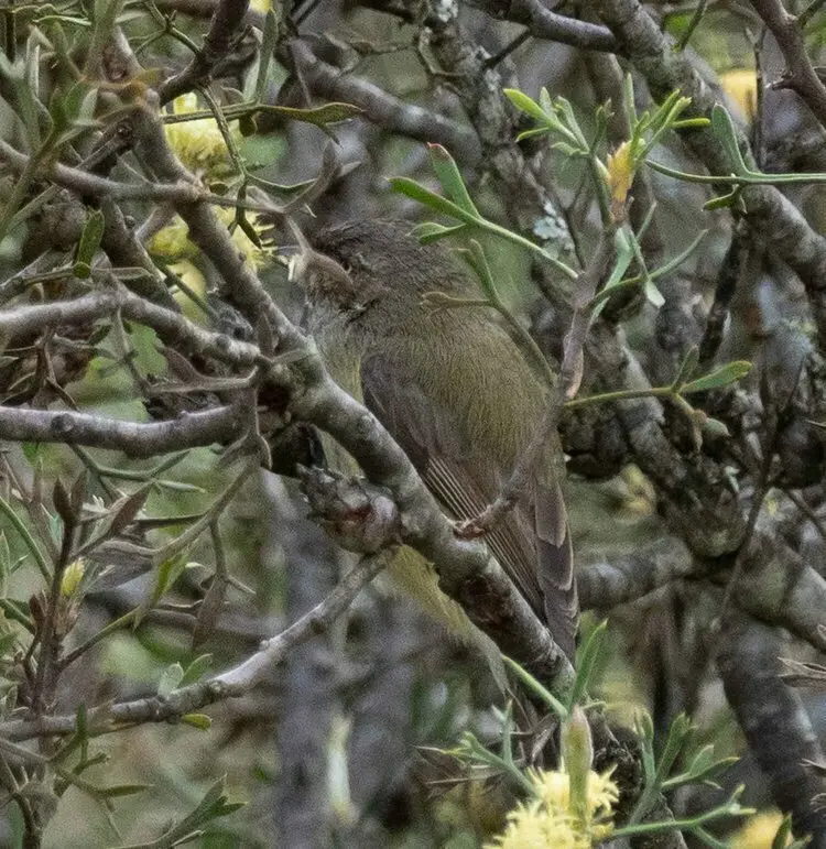 西刺嘴莺(Acanthiza inornata)