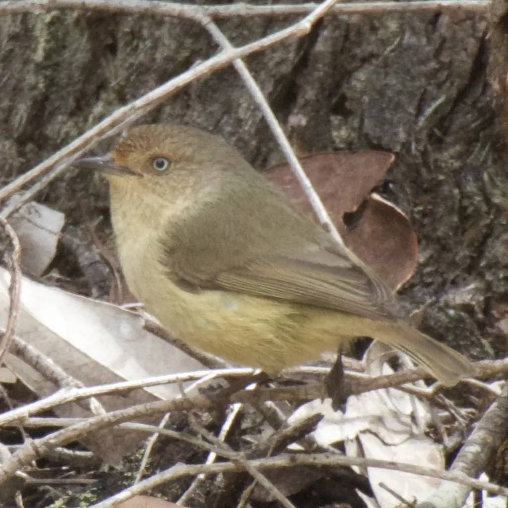 西刺嘴莺(Acanthiza inornata)