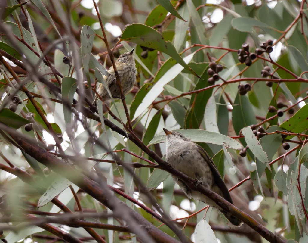 纵纹刺嘴莺(Acanthiza lineata)