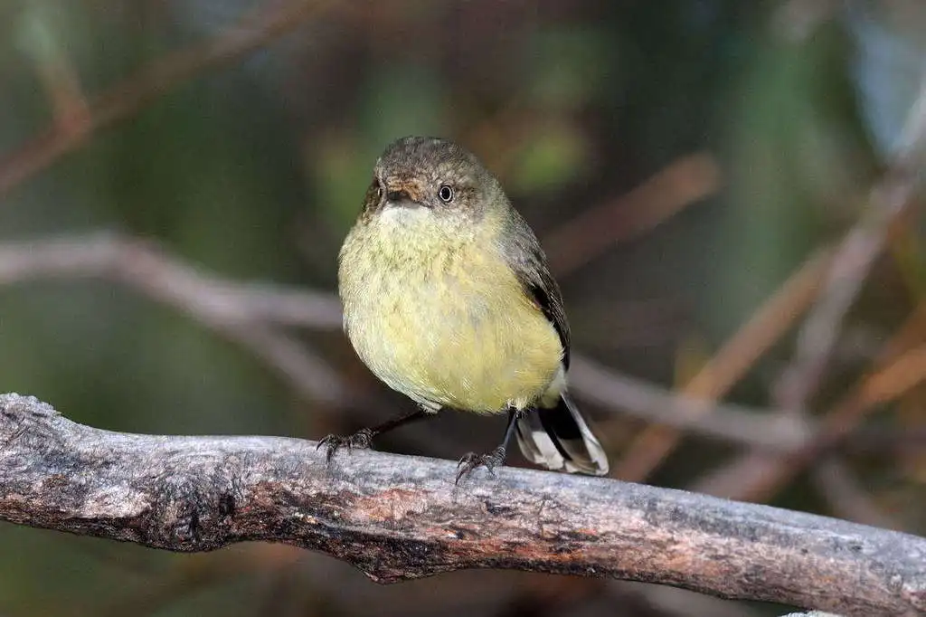 棕尾刺嘴莺(Acanthiza reguloides)