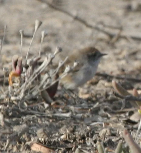 栗尾刺嘴莺(Acanthiza uropygialis)