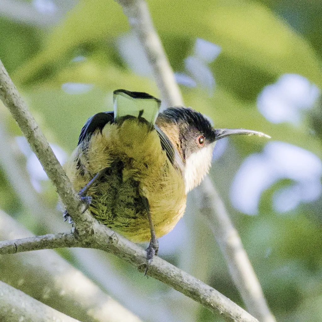 东尖嘴吸蜜鸟(Acanthorhynchus tenuirostris)