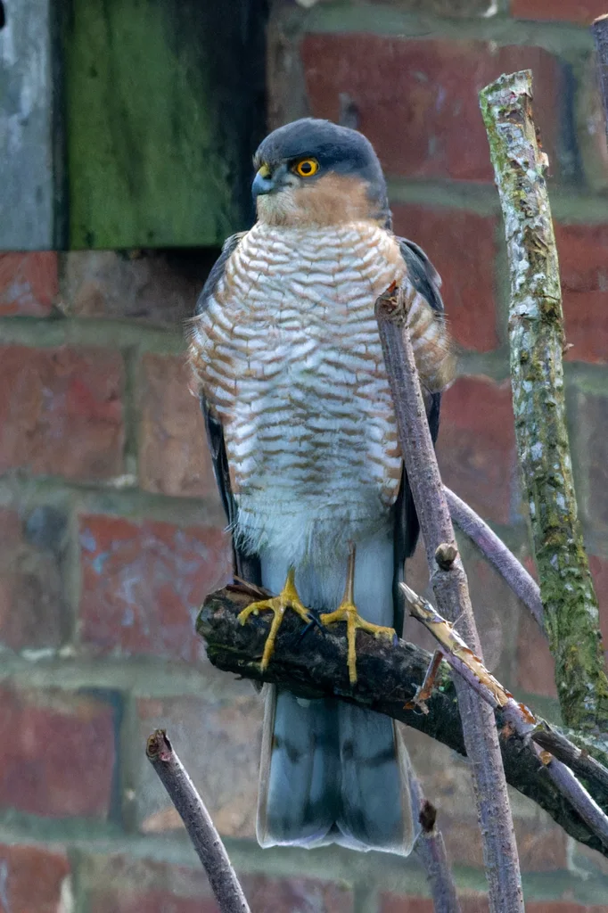 雀鹰(Accipiter nisus)