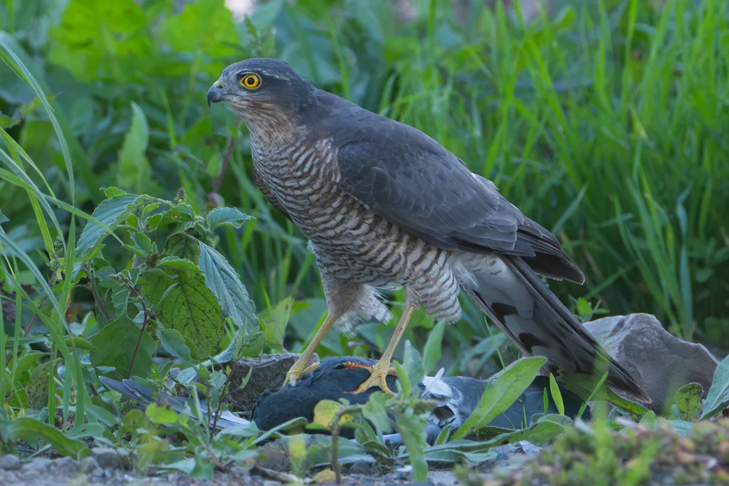 雀鹰(Accipiter nisus)