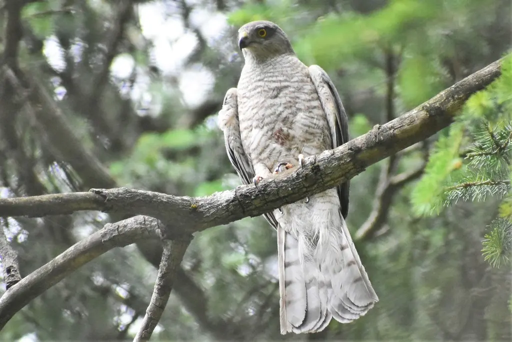雀鹰(Accipiter nisus)