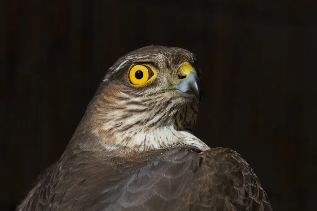 雀鹰(Accipiter nisus)