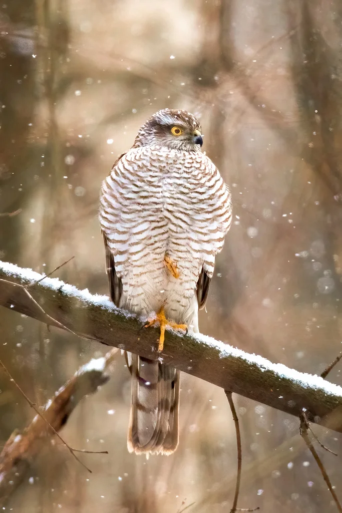 雀鹰(Accipiter nisus)