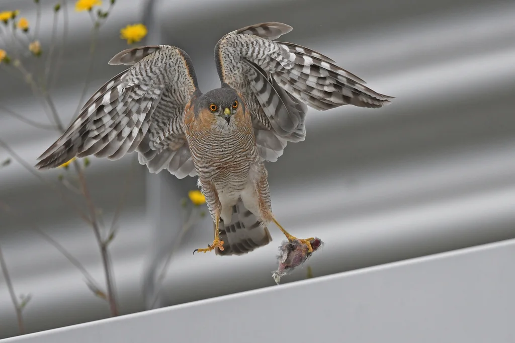 雀鹰(Accipiter nisus)