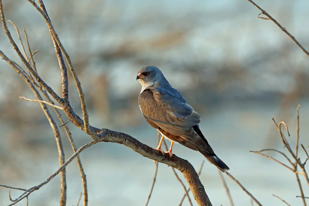 赞比亚雀鹰(Accipiter ovampensis)