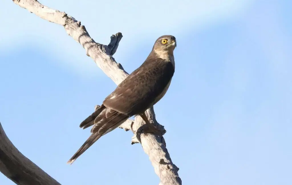 棕胸雀鹰(Accipiter rufiventris)