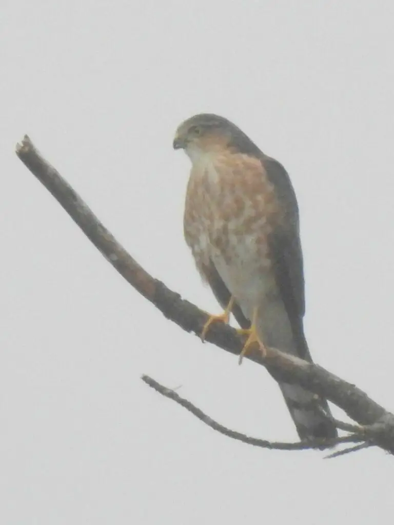 棕胸雀鹰(Accipiter rufiventris)