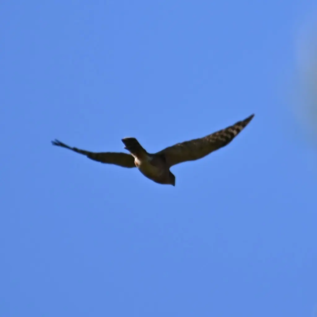 棕胸雀鹰(Accipiter rufiventris)