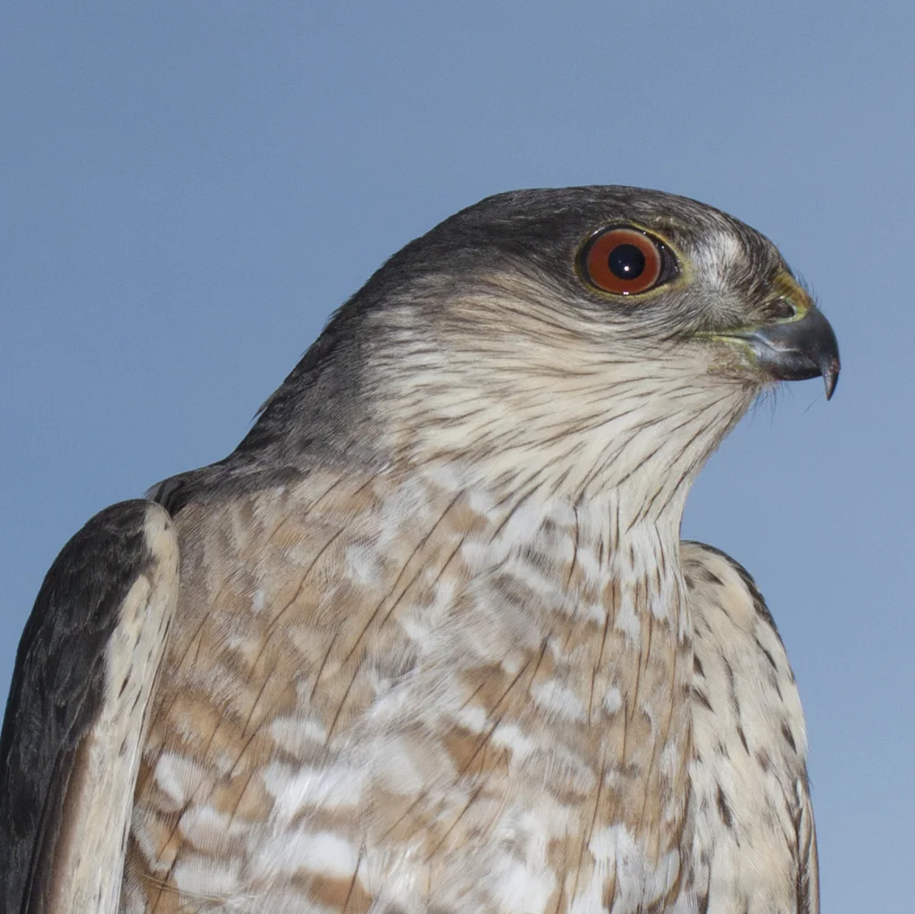 纹腹鹰(Accipiter striatus)