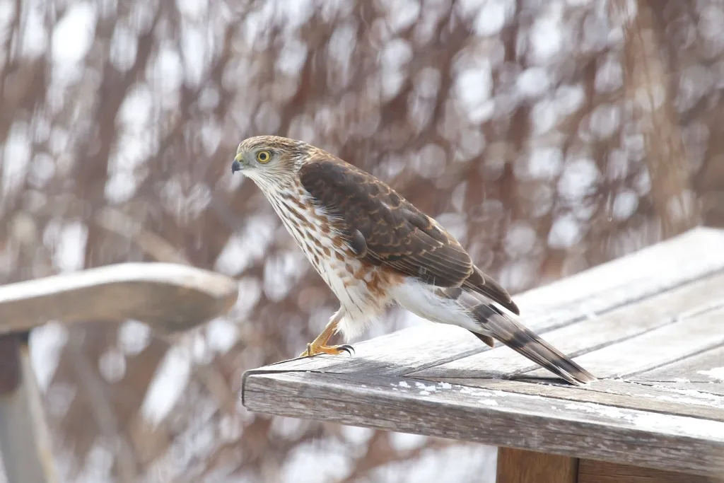 纹腹鹰(Accipiter striatus)