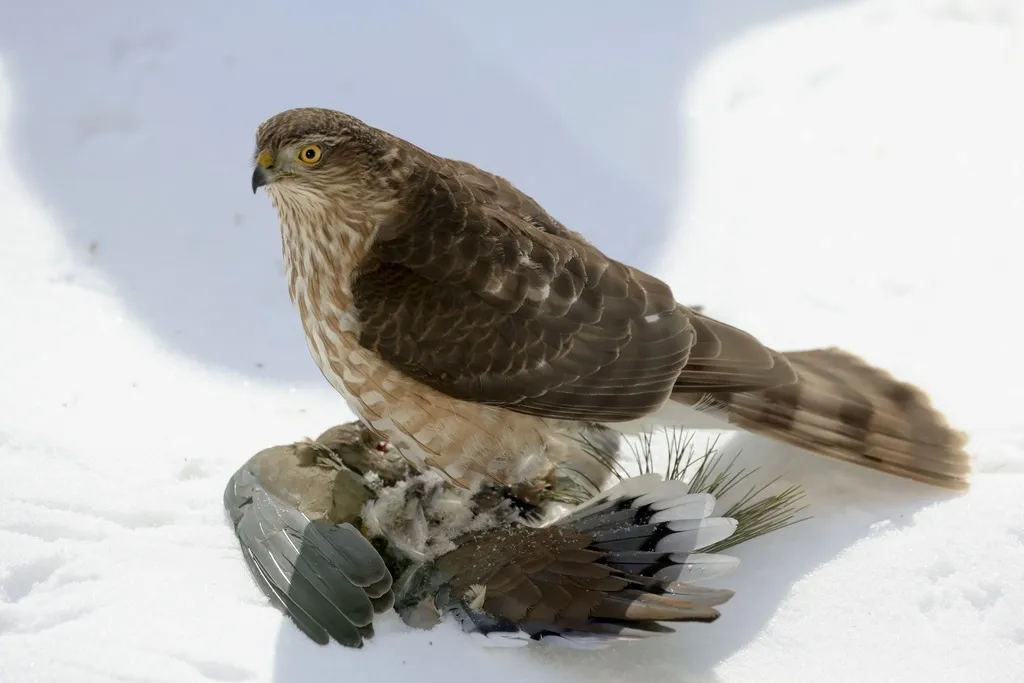 纹腹鹰(Accipiter striatus)