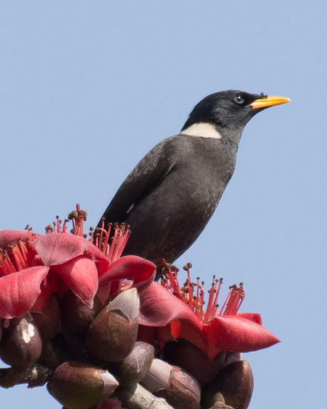 白领八哥(Acridotheres albocinctus)