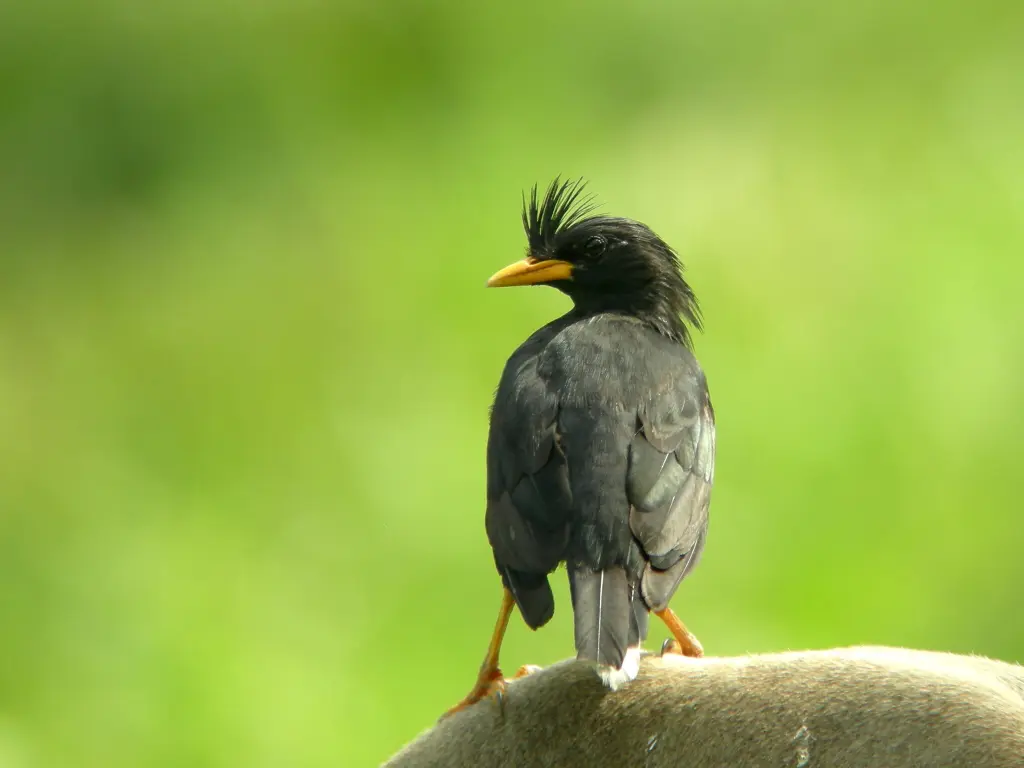 淡腹八哥(Acridotheres cinereus)