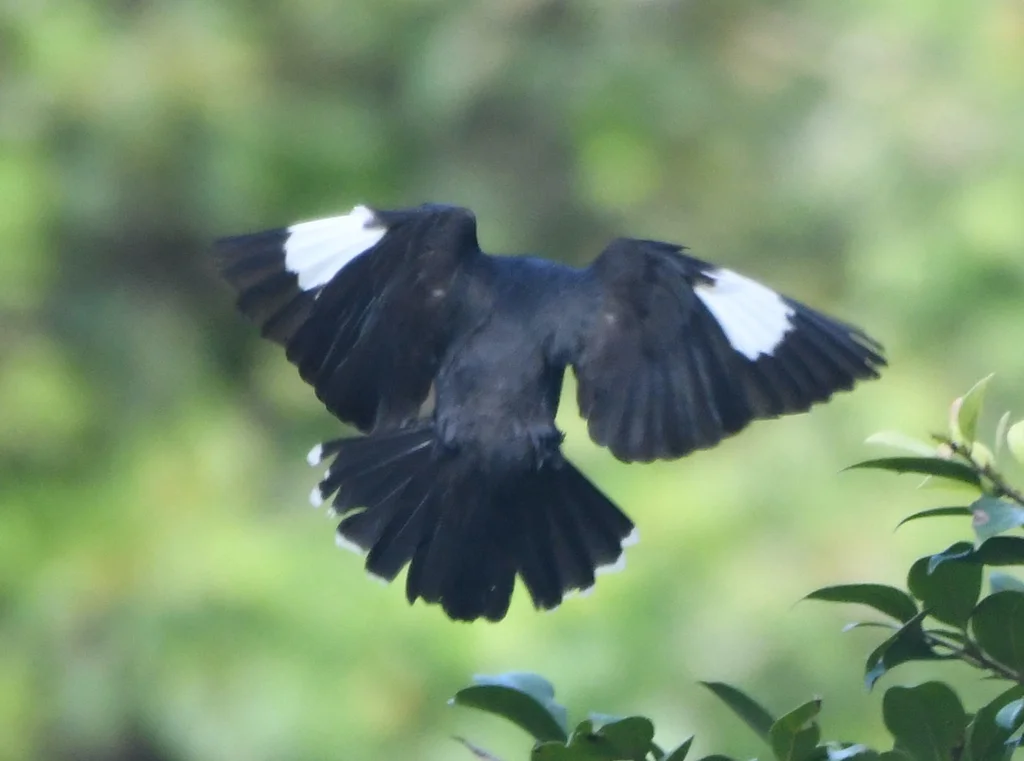 八哥(Acridotheres cristatellus)
