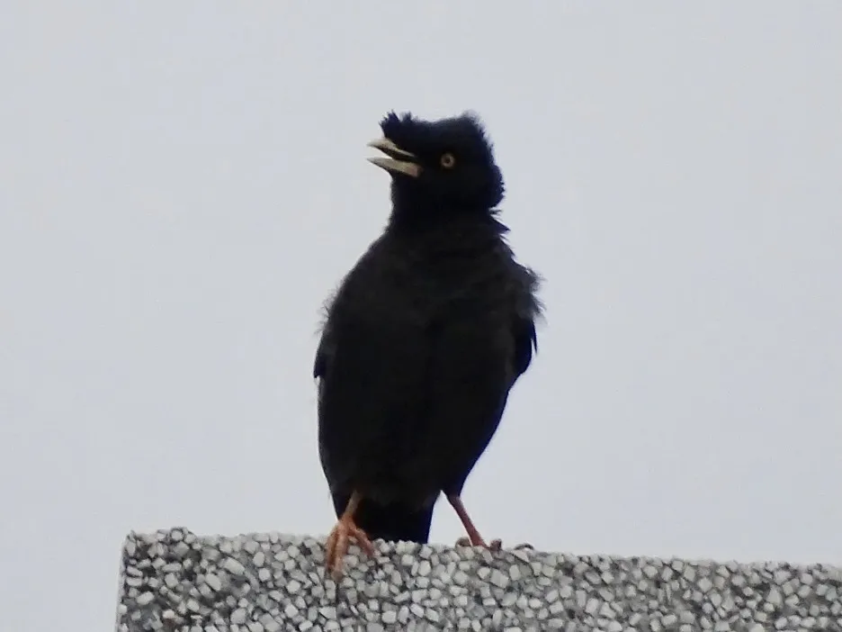 八哥(Acridotheres cristatellus)
