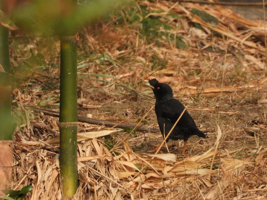 八哥(Acridotheres cristatellus)