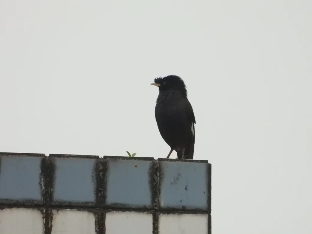 八哥(Acridotheres cristatellus)