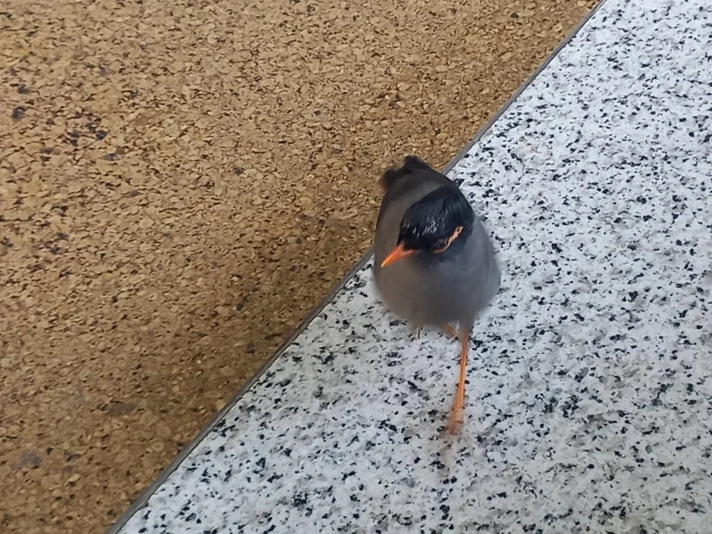 灰背岸八哥(Acridotheres ginginianus)