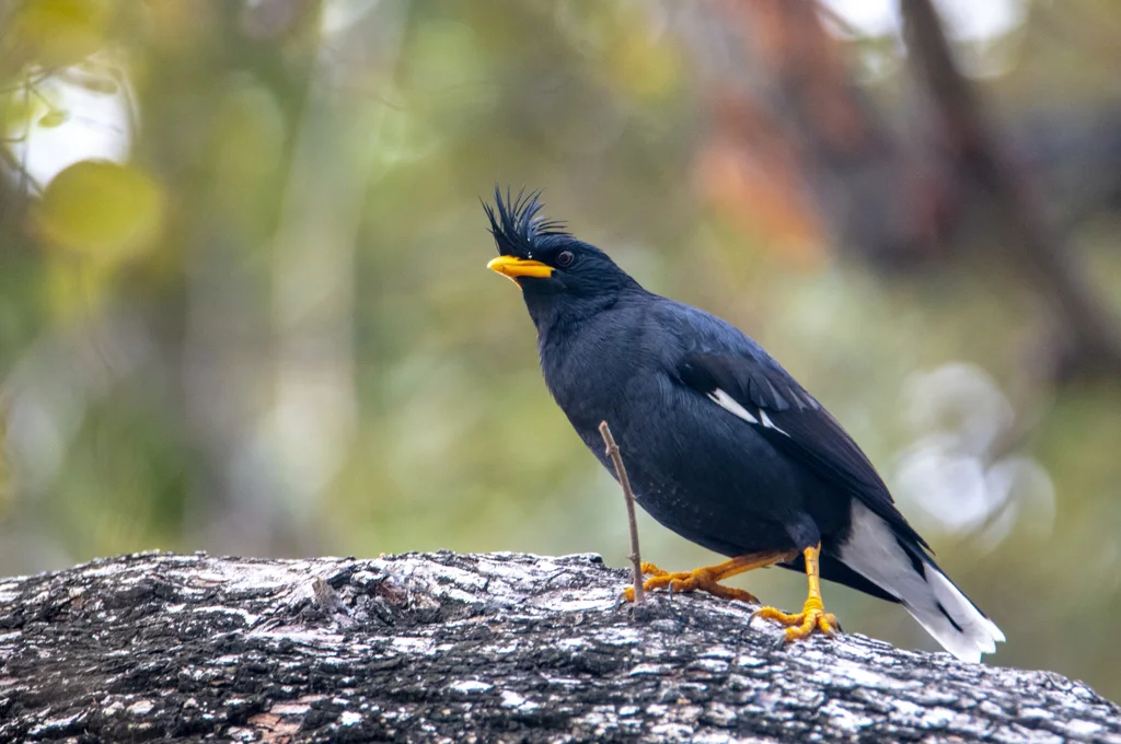 林八哥(Acridotheres grandis)