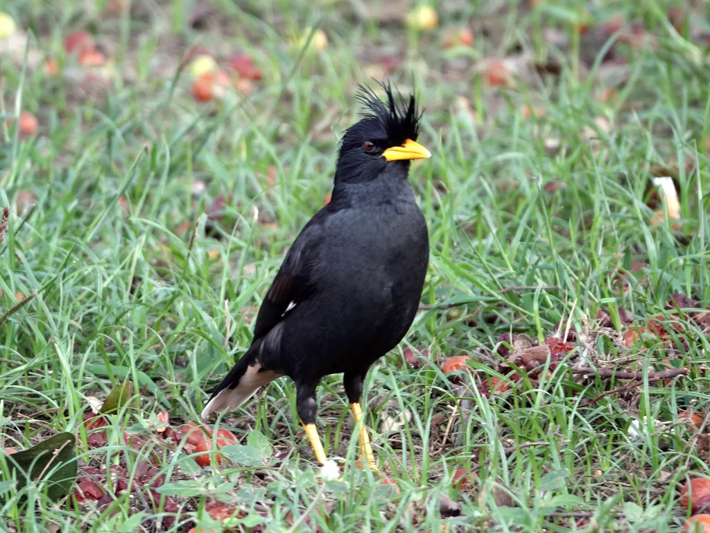 林八哥(Acridotheres grandis)