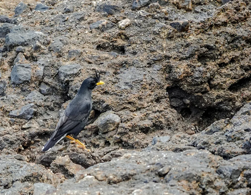 林八哥(Acridotheres grandis)